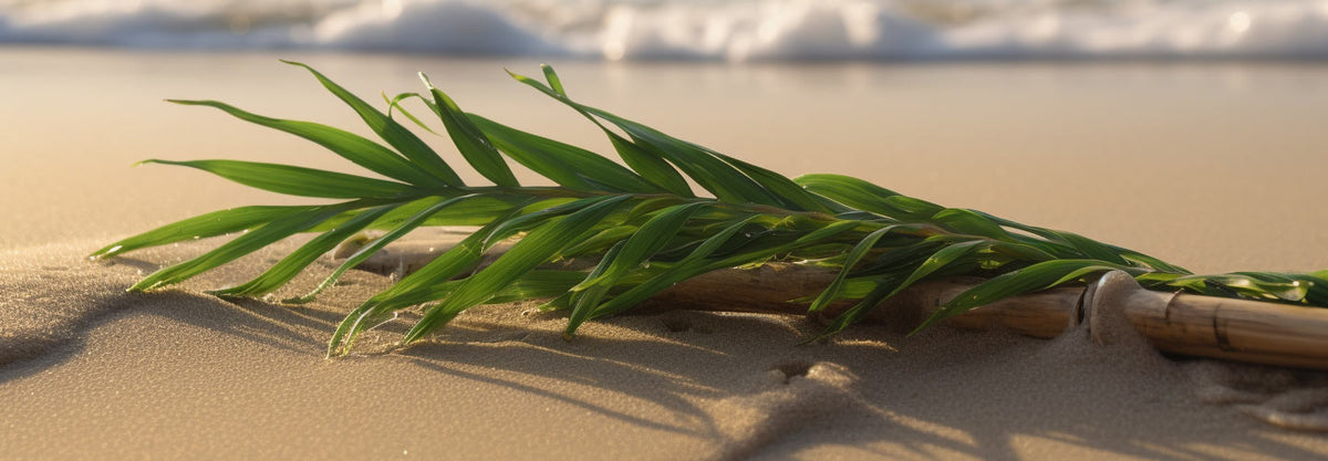 Palm Leaf Plates vs. Bamboo Plates: Which is the Best Sustainable Opti ...